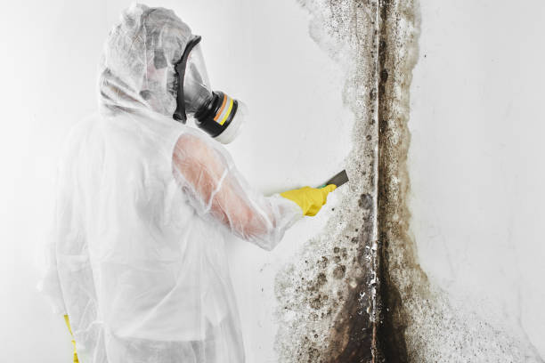 Best Residential Mold Removal  in Irvington, NY