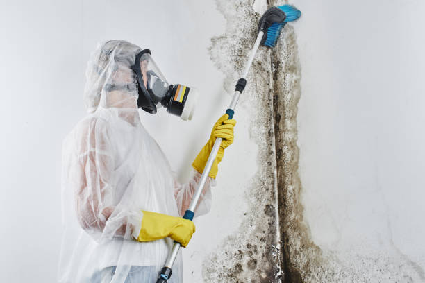 Mold Testing and Removal in Irvington, NY