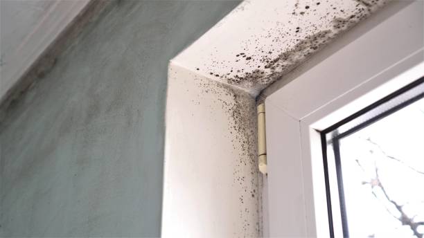 Best Mold Removal Near Me  in Irvington, NY
