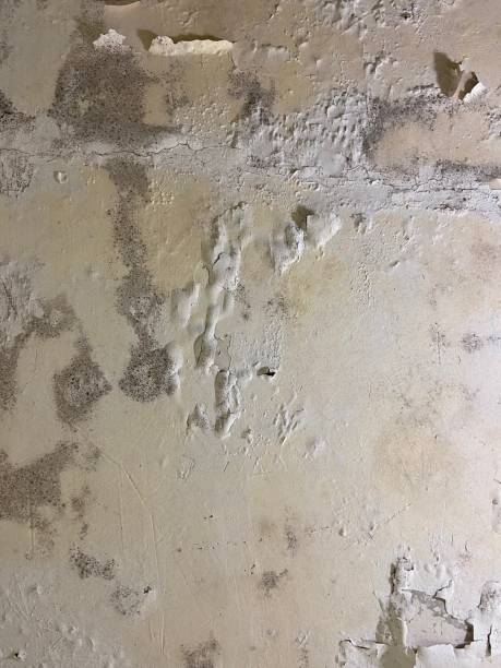 Best Home Mold Removal  in Irvington, NY
