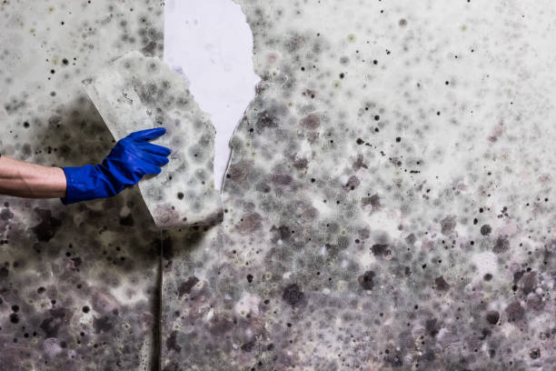 Best Same-Day Mold Removal  in Irvington, NY